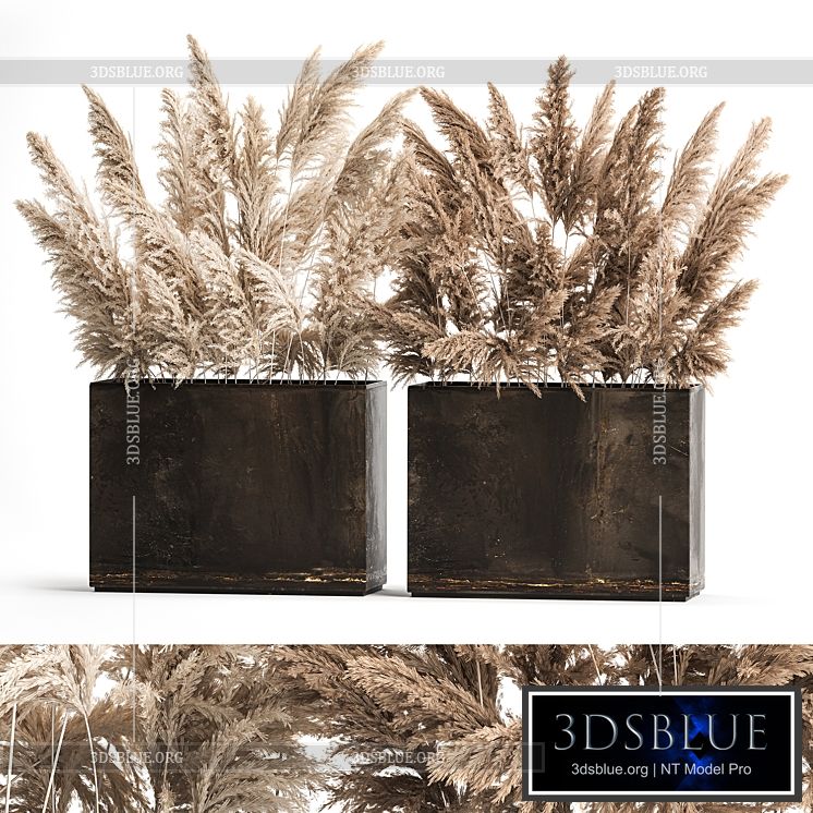 Dried flower bouquet of dried reeds in a rusty metal pot from pampas grass Cortaderia. 273. 3DS Max - thumbnail 3