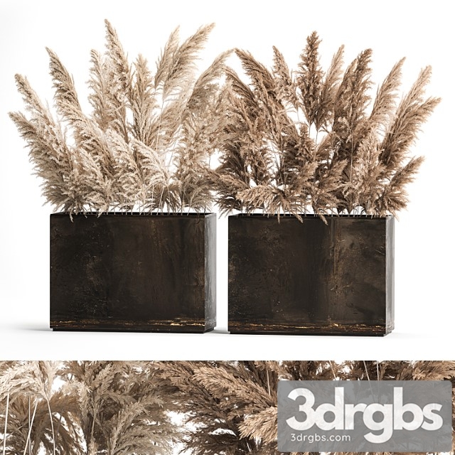 Dried flower bouquet of dried reeds in a rusty metal pot from pampas grass, cortaderia. 273. - thumbnail 1