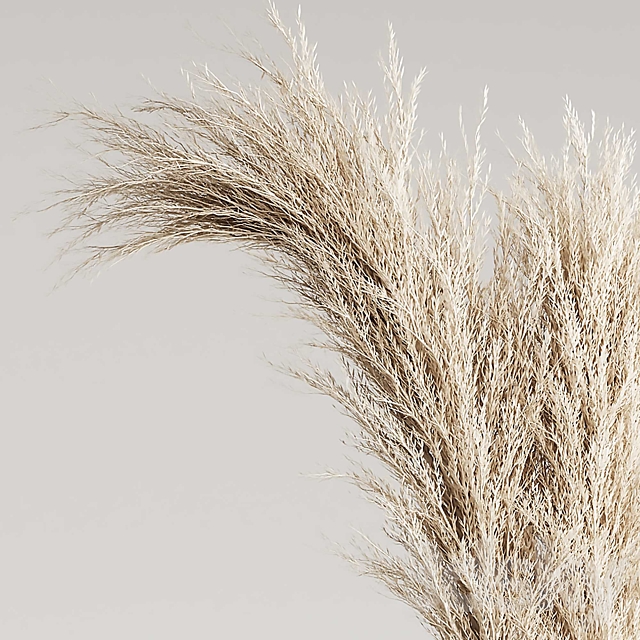 Dried Pampas Plant in Vases 3DS Max Model - thumbnail 3