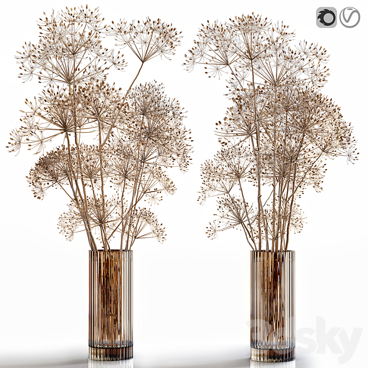 Dry flowers 7 Heracleum 3DS Max - thumbnail 1