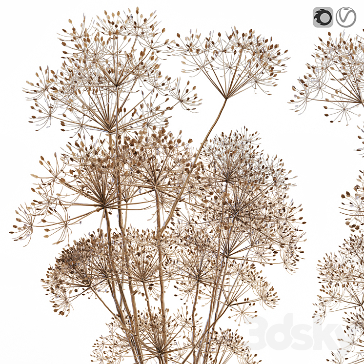 Dry flowers 7 Heracleum 3DS Max - thumbnail 2