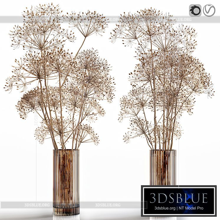 Dry flowers 7 Heracleum 3DS Max - thumbnail 3