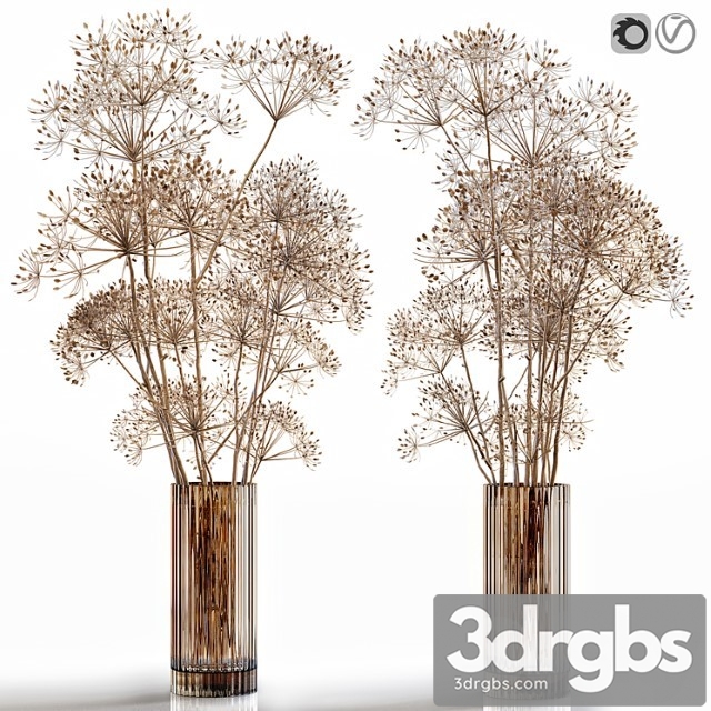 Dry Flowers 7 Heracleum 3dsmax Download - thumbnail 1