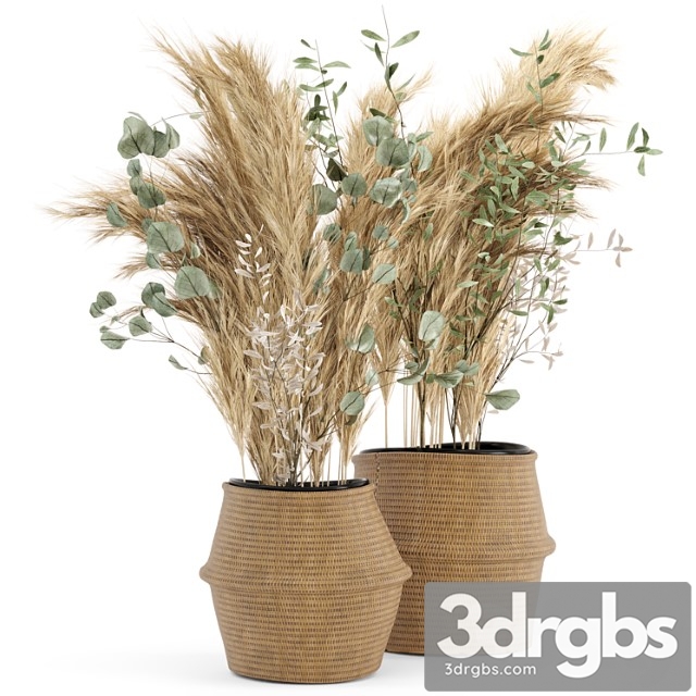 Dry plants 20 – dried plantset pampas set with wicker basket - thumbnail 1