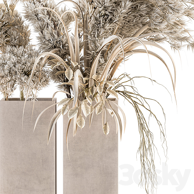 Dry plants 39 – Dried Plant Pampas 3DS Max Model - thumbnail 2