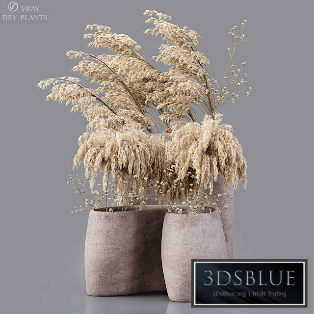 Dry plants 3DS Max - thumbnail 3