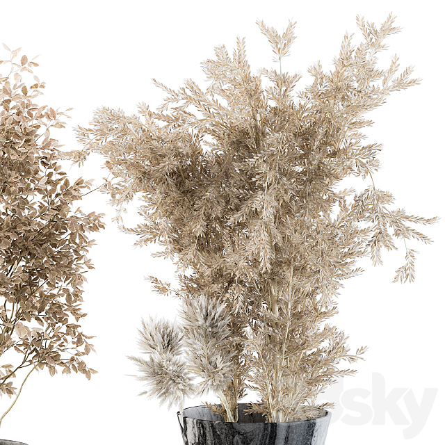 Dry plants 43 – Dried Plant Pampas 3DSMax File - thumbnail 3