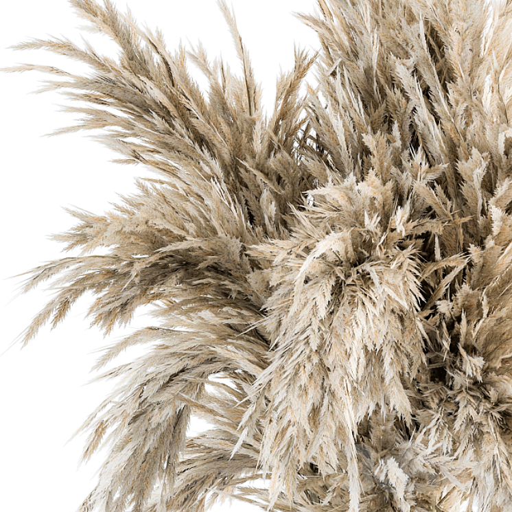 Dry plants 47 – Dried Plant Pampas Bouquet 3DS Max - thumbnail 2