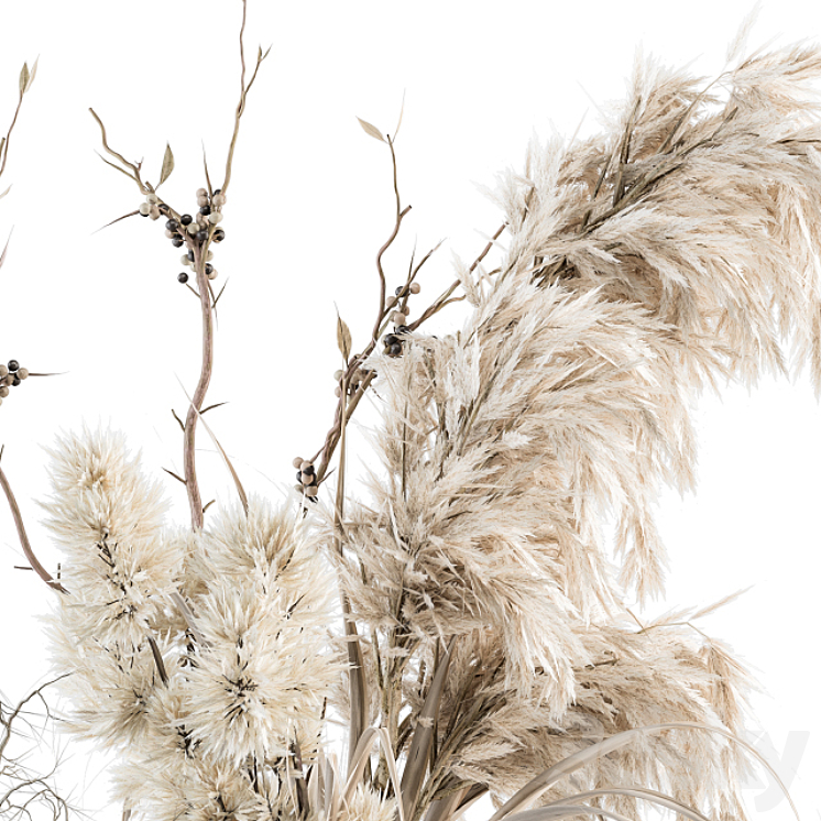 Dry plants 70 – Dried Pampas Set 3DS Max - thumbnail 2