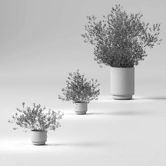 Dry plants set. 3 models 3DS Max Model - thumbnail 3