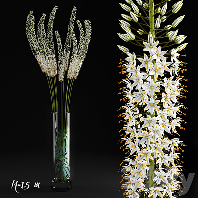 Eremurus _ Eremurus 3DSMax File - thumbnail 1