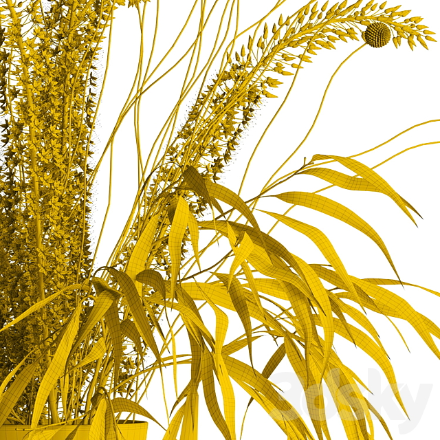 Eremurus & eucalyptus & craspedia bouquet 3DSMax File - thumbnail 3