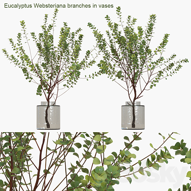 Eucalyptus Websteriana branches in vases # 1 3DSMax File - thumbnail 1