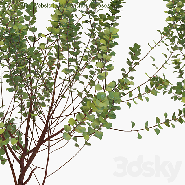 Eucalyptus Websteriana branches in vases # 1 3DSMax File - thumbnail 2