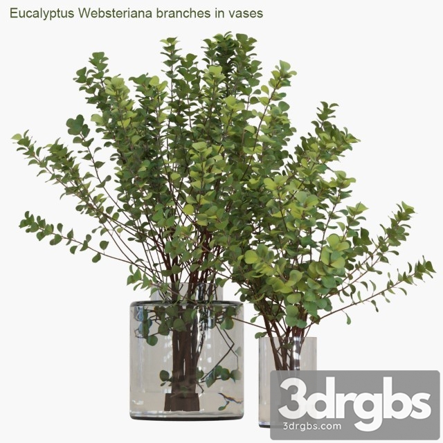 Eucalyptus Websteriana Branches in Vases 2 3dsmax Download - thumbnail 1