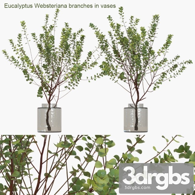 Eucalyptus Websteriana Branches in Vases 3dsmax Download - thumbnail 1