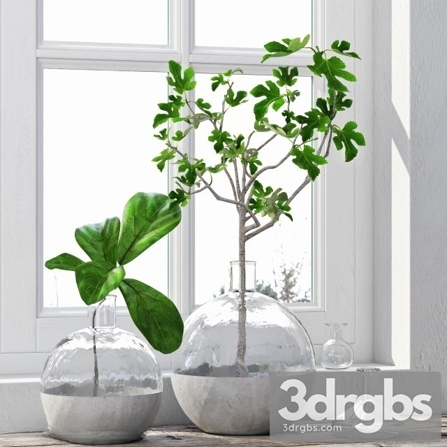 Fig Plant 3dsmax Download - thumbnail 1