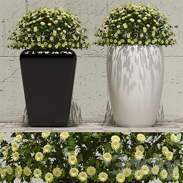 Flowers in pots 1 3ds Max - thumbnail 1