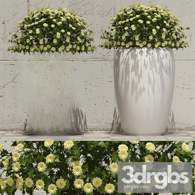 Flowers in pots 1 3dsmax Download - thumbnail 1