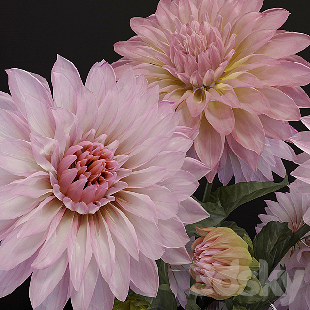 flowers_dahlias 3DSMax File - thumbnail 2