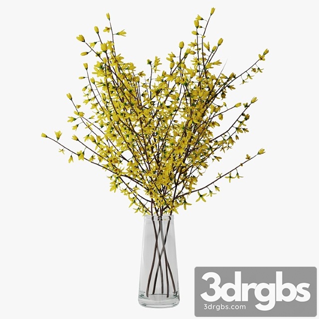 Forsythia 02 - thumbnail 1