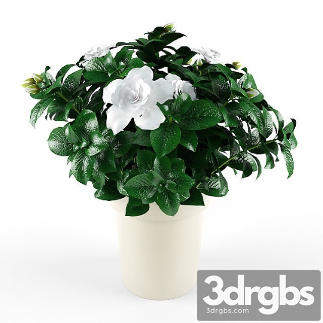 Gardenia Jasminoides 3dsmax Download - thumbnail 1