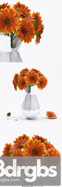 Gerbera Flower 1 3dsmax Download - thumbnail 1