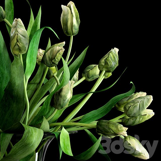 Green Parrot Tulips 3DSMax File - thumbnail 2