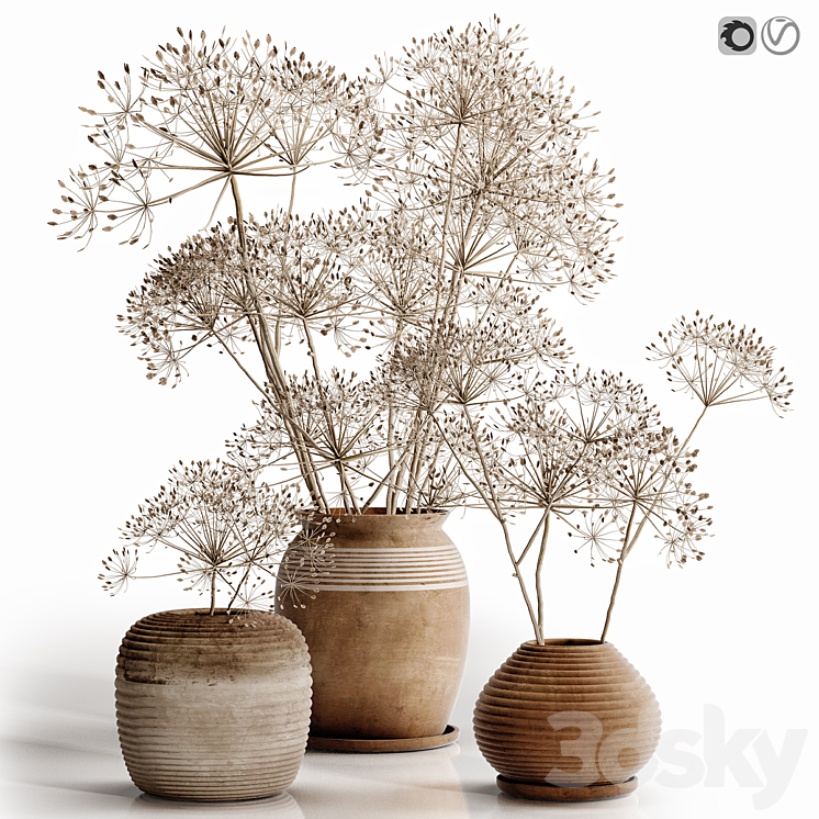 heracleum plant set 3DS Max - thumbnail 1