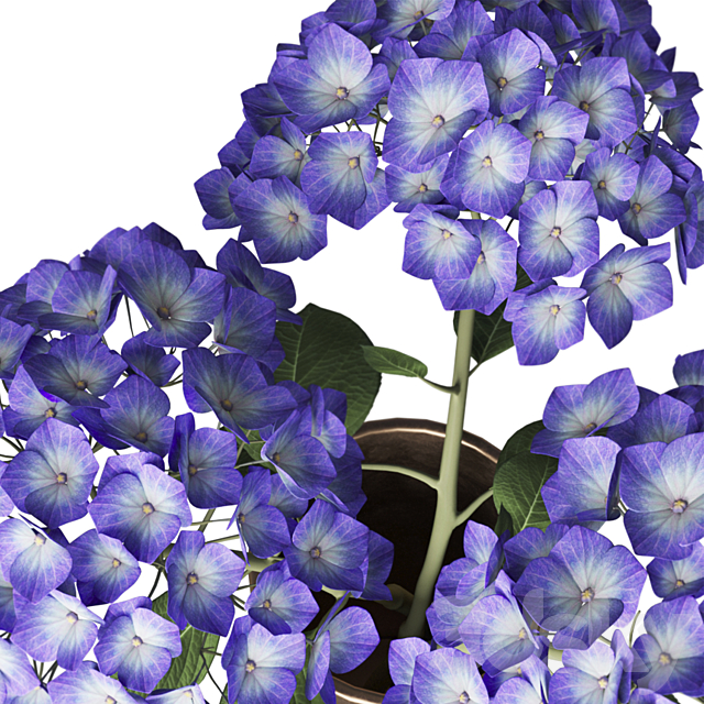 Hydrangea branches in a vase_02 3DS Max Model - thumbnail 3