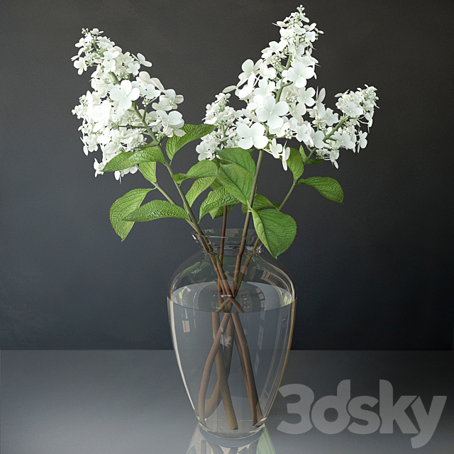 Hydrangea paniculata 3DS Max Model - thumbnail 1