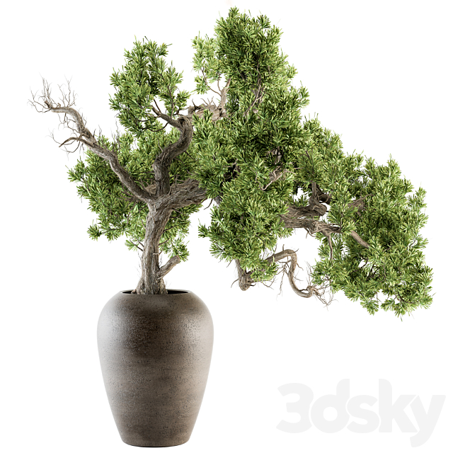 indoor Plant Set 365 – Old Bonsai Plant in pot 3DSMax File - thumbnail 1