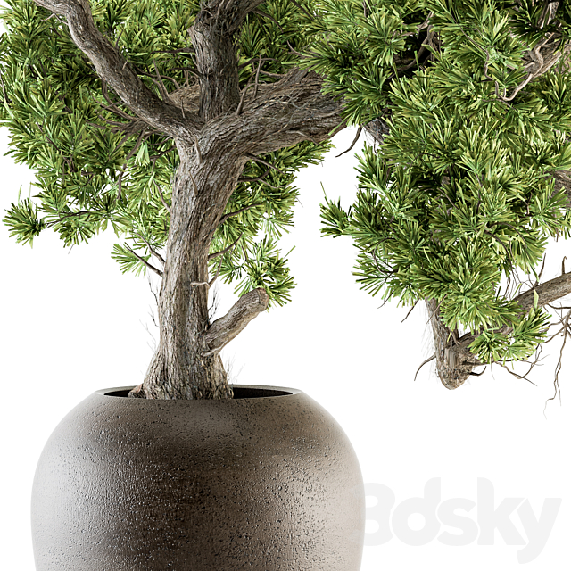 indoor Plant Set 365 – Old Bonsai Plant in pot 3DSMax File - thumbnail 2