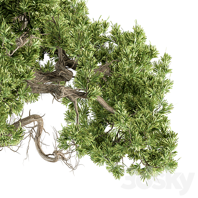 indoor Plant Set 365 – Old Bonsai Plant in pot 3DSMax File - thumbnail 3