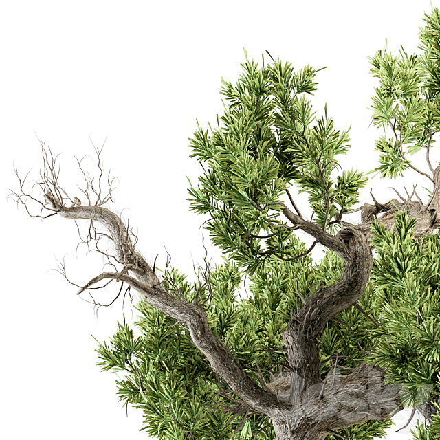 indoor Plant Set 365 – Old Bonsai Plant in pot 3DSMax File - thumbnail 4