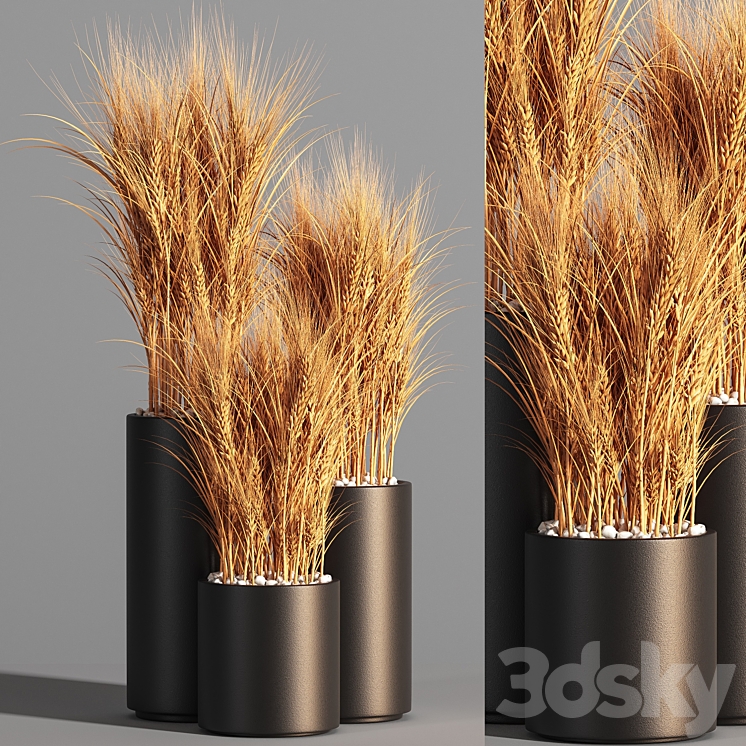 Indoor Plant Set 47 Wheat 3DS Max - thumbnail 1