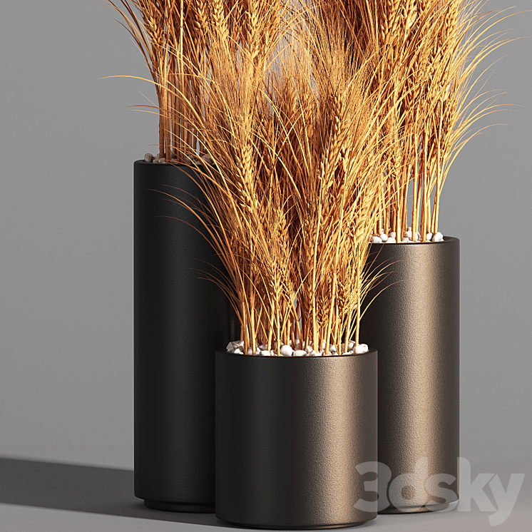 Indoor Plant Set 47 Wheat 3DS Max - thumbnail 2