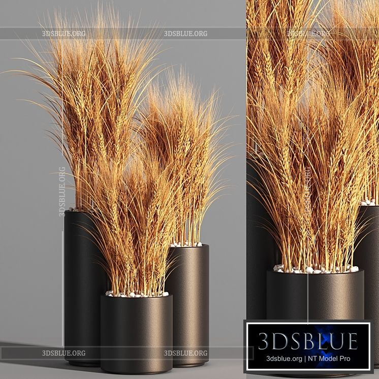 Indoor Plant Set 47 Wheat 3DS Max - thumbnail 3