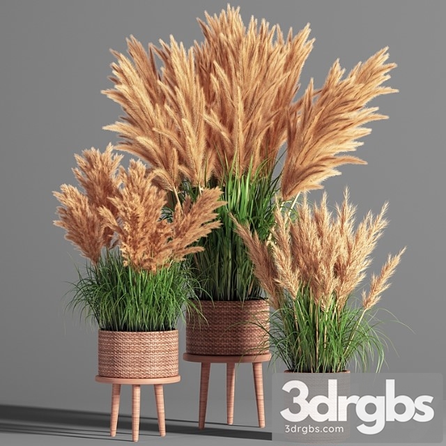 Indoor Plant Set 49 (pampas) - thumbnail 1