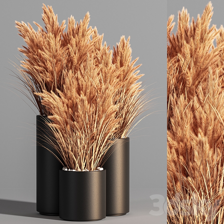 Indoor_Plant_Set_48 (pampas) 3DS Max - thumbnail 1