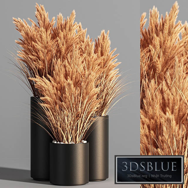 Indoor_Plant_Set_48 (pampas) 3DS Max - thumbnail 3