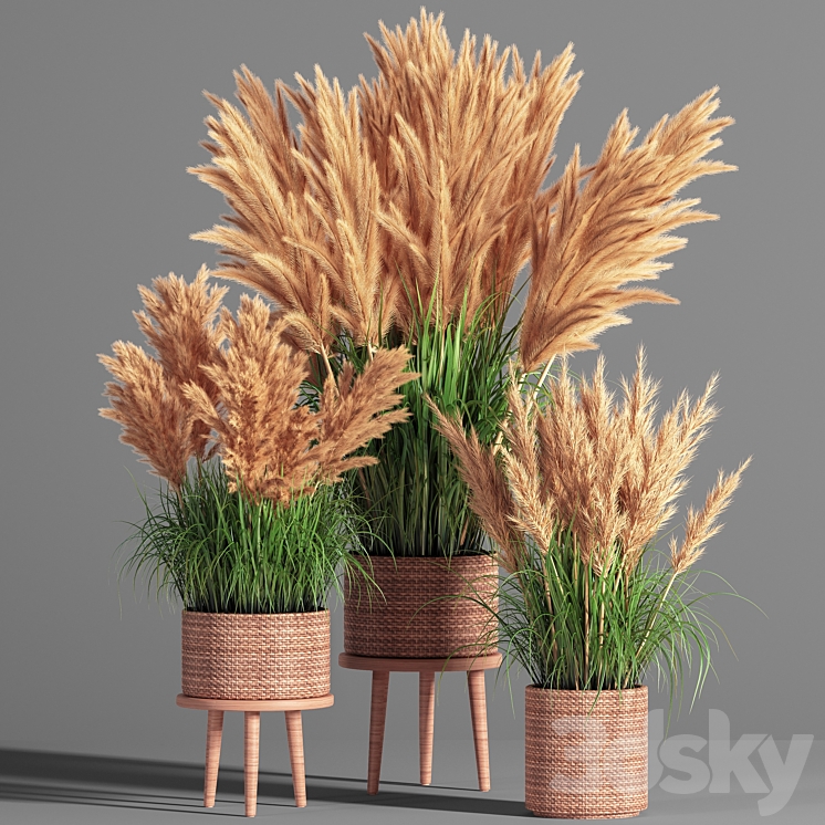 Indoor_Plant_Set_49 (pampas) 3DS Max - thumbnail 1