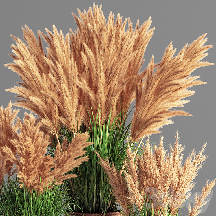 Indoor_Plant_Set_49 (pampas) 3DS Max - thumbnail 2