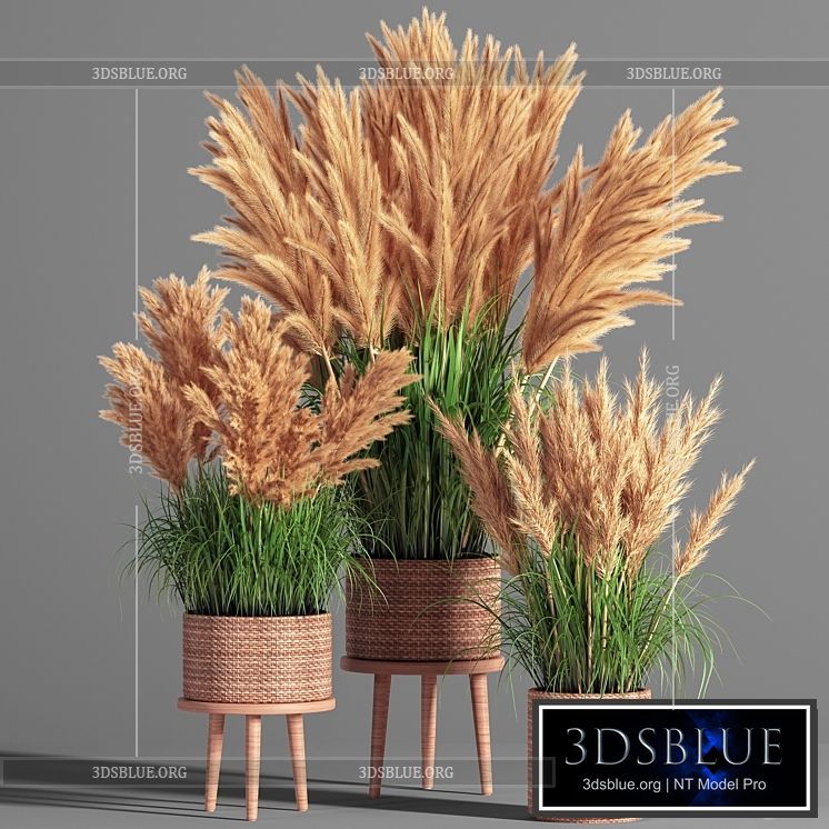 Indoor_Plant_Set_49 (pampas) 3DS Max - thumbnail 3