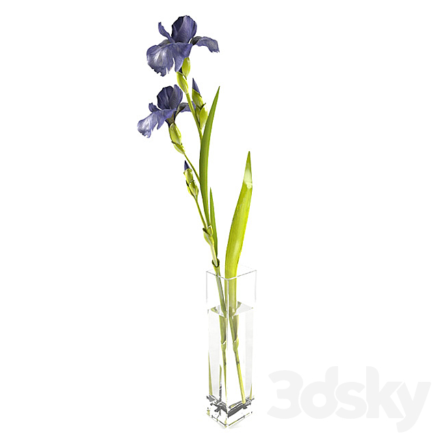 Irises 3DS Max Model - thumbnail 2