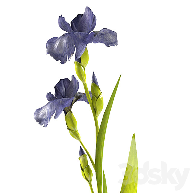 Irises 3DS Max Model - thumbnail 3