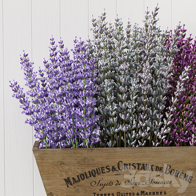 Lavender 3DS Max Model - thumbnail 4