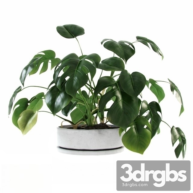 Liana Monstera 3dsmax Download - thumbnail 1