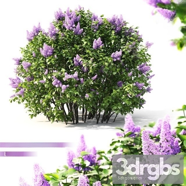 Lilac Flowering 2 3dsmax Download - thumbnail 1