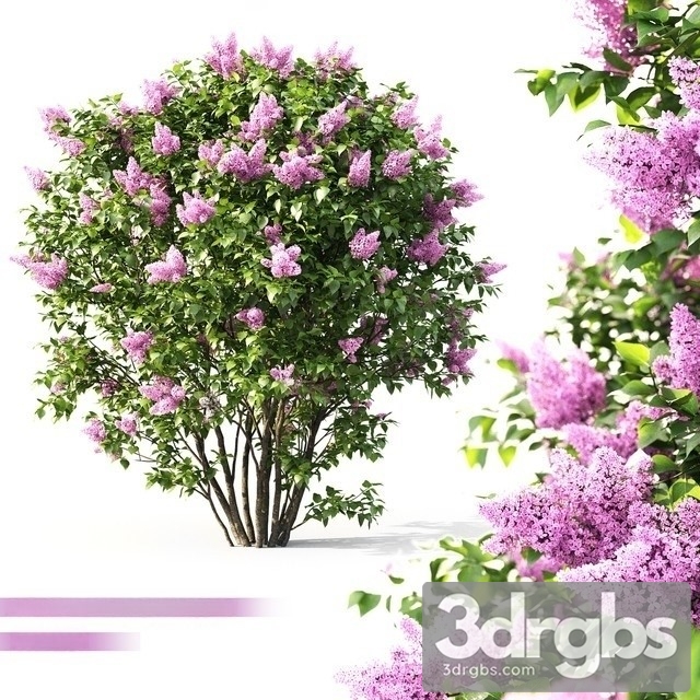 Lilac Flowering 3dsmax Download - thumbnail 1